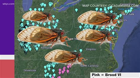 Billions Of Cicadas Expected To Emerge In 2021
