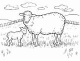 Coloring Sheep Bighorn Pages Getcolorings Color sketch template