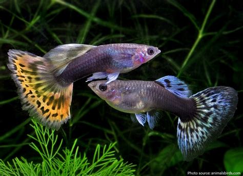 interesting facts  guppies  fun facts
