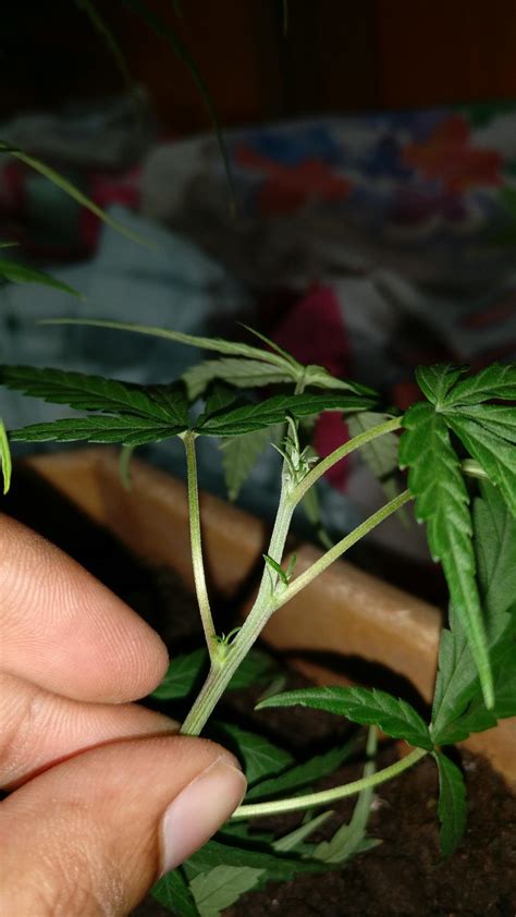help me determine sex of the plants grow journals indoor strain