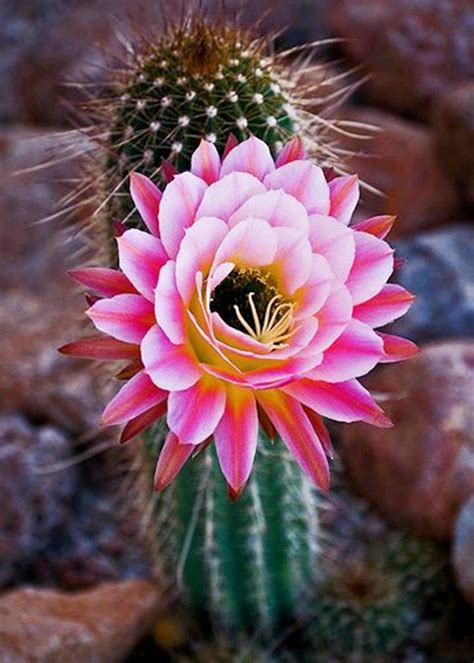 plant life cacti  succulents