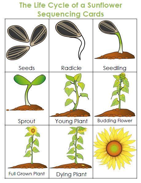 life cycle   plant unit plant life cycle plants unit life cycles