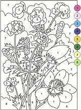 Number Coloring Color Pages Adult Numbers Printable Book Books Sheets Kids Flower Colors sketch template