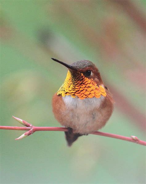 rufous hummingbird photograph  angie vogel