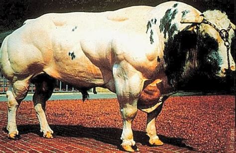 drost project the visual guide to bovine reproduction bulls