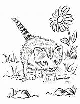 Coloring Pages Cat Detailed Printable Color Kitten Print Getcolorings sketch template
