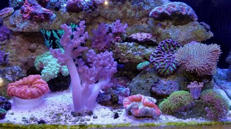 gallon coralife reef tank youtube