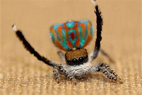 The Sound Of Love Peacock Spider Style › News In Science Abc Science
