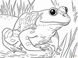 Frogs Frosch Tadpole Bullfrog Bestcoloringpagesforkids Ausmalbild Rane Rana Grenouilles Hewan Sketsa Designlooter Erwachsene Acuaticos Terrestres Animali Amphibia Supercoloring Printmania sketch template