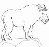 Montagne Goat Coloriage Ziege Dessin Ausmalbilder Colorier Goats Nevi Capra Ausmalbild Pygmy Imprimer Printmania sketch template