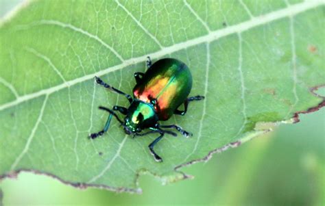 beetle bug picture  pictures  beetles bugs biological science
