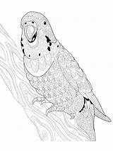 Parrot Zentangle Coloring4free Trace Parakeets sketch template
