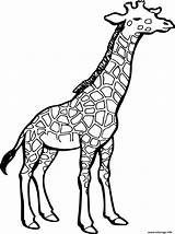Girafe Giraffe Imprimer Greluche Coloriages Clipartmag Giraffes Jungle Giraffee sketch template