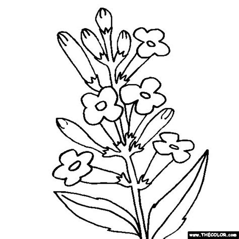lavender flower coloring page coloring pages flower coloring pages