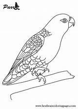Parrot Coloring Pages Printable Patterns Kids Bird Cotorras Applique Sheets Parrots Adult Book sketch template