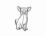Chihuahua Gos Dibuix Cani Imprimir Dibuixos Facilissimi Acolore sketch template