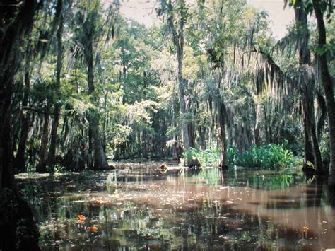 midnight pine  swamps