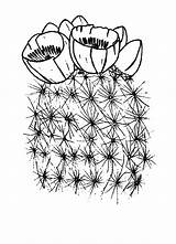 Cactus Flower Coloring Blooming Pages Color sketch template