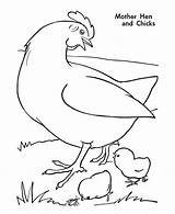 Chicken Coloring Template Pages Farm Hen Animal Animals Fowl Guinea Mother Chickens Kids Printable Templates Chicks Activity Print Hatching Crafts sketch template