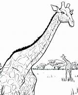 Giraffe Coloring Pages Realistic Adults Getcolorings Giraffes Printable Getdrawings Colorings sketch template