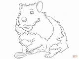 Hamster Coloring Pages Cute Drawing Dwarf Printable Color Special Grumpy Getcolorings Print Dot sketch template