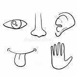Vijf Menselijke Zintuigen Oog Neus Senses Smell Drawn Eye Mond Horen Geur Oor Zicht Aanraking Smaak Gezichtsvermogen sketch template