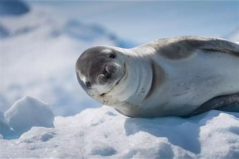 pin   cute animals leopard seal wildlife  close  portraits