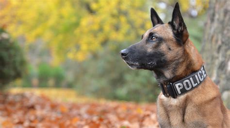 police dogs pet health insurance tips