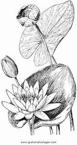 Seerosen Seerose Ninfea Ninfee Disegni Blumen Malvorlage Colorare Ausmalen Condividi sketch template