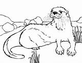 Otter Coloring Pages River Sea Otters Drawing Outline Baby Colouring Drawings Animal Printable Getdrawings Getcolorings Color Family Choose Board sketch template