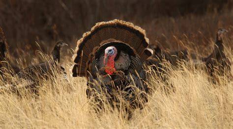 hunters need repertoire for calling turkeys the spokesman review