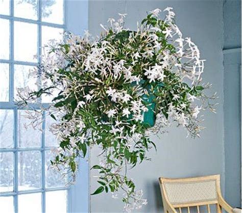 indoor jasmine jasmine pinterest