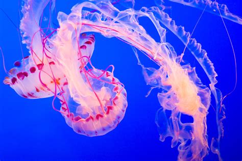 carnivores  super predators jellyfish pics