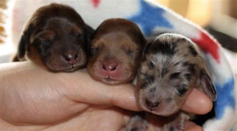 newborn puppies  adorable theyll   cry youve