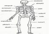 Skeletal Coloring Human sketch template