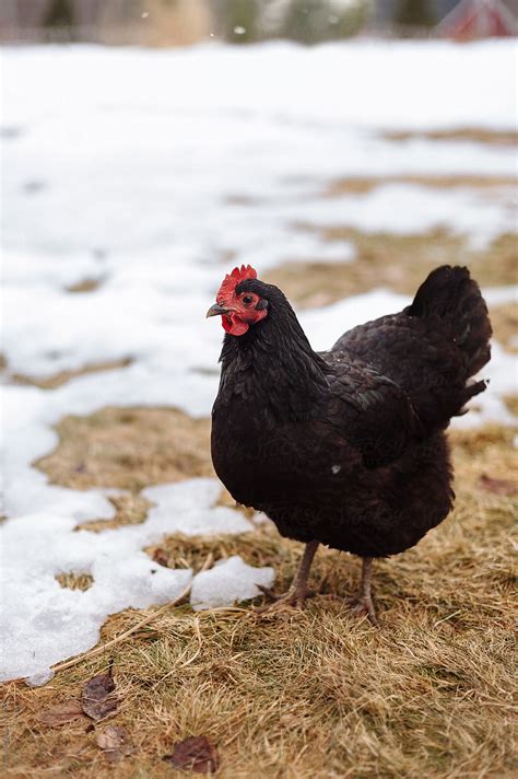 winter chicken  stocksy contributor rob sylvan stocksy