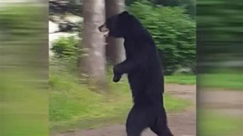 New Famous Video Shows Upright Walking Bear Passing Through His
