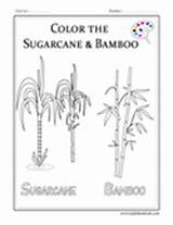 Sugarcane Bamboo Questions Coloring Sugar sketch template