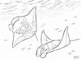 Coloring Pages Manta Rays Two Drawing Printable sketch template