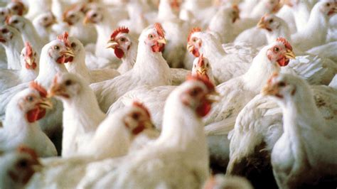 plateau poultry farmers decry  patronage hike  price  feeds