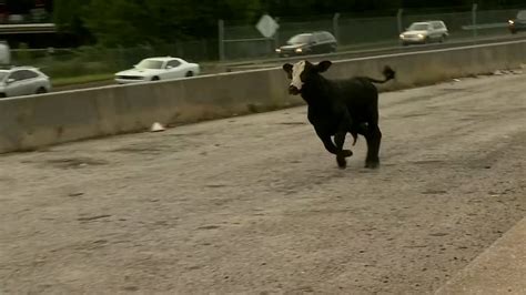 Dozens Of Cows Unleashed On Highway After Tractor Trailer Crash In