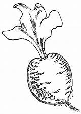 Beet Coloring Pages Coloringway sketch template