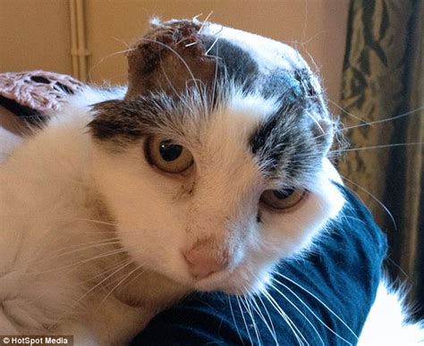 Cat Rips Off Its Own Ears After Being Abandoned By Owner Because It Had