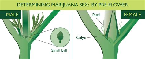 How To Make Female Cannabis Seeds