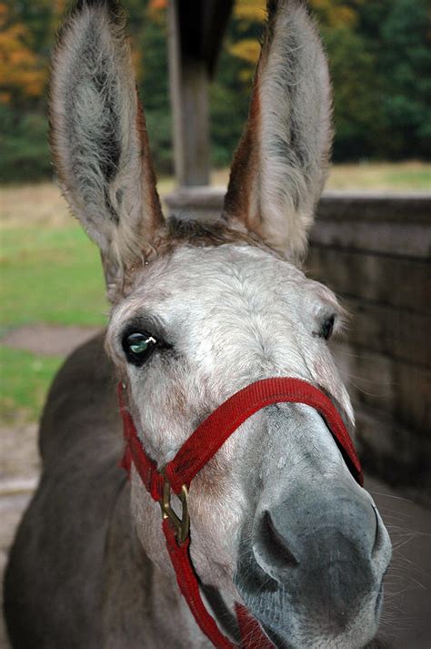 donkey  ears photograph  leeann mclanegoetz