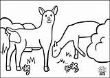 Kids Coloring Animals Pages Pdf Roe sketch template