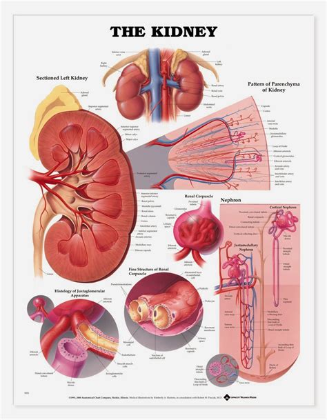 humananimal anatomy  physiology diagrams kidney anatomical chart