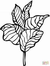 Lettuce Coloring Pages Printable Clipartbest Clipart sketch template