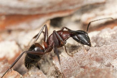 carpenter ants economy exterminators