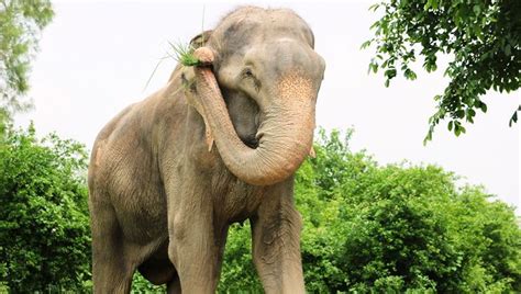 good news  raju  crying elephant aol features